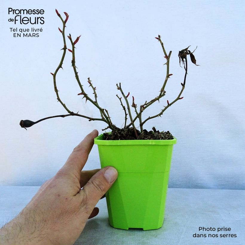 Amostra de Roseira de pátio Patio Rose Milano Vaso de 1,5 L/2 L tal como entregue na primavera