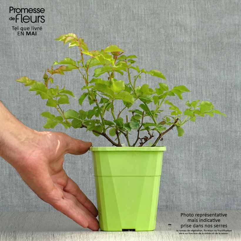 Amostra de Rosier Patio Rose Moin Moin Vaso de 3 L/4 L tal como entregue na primavera