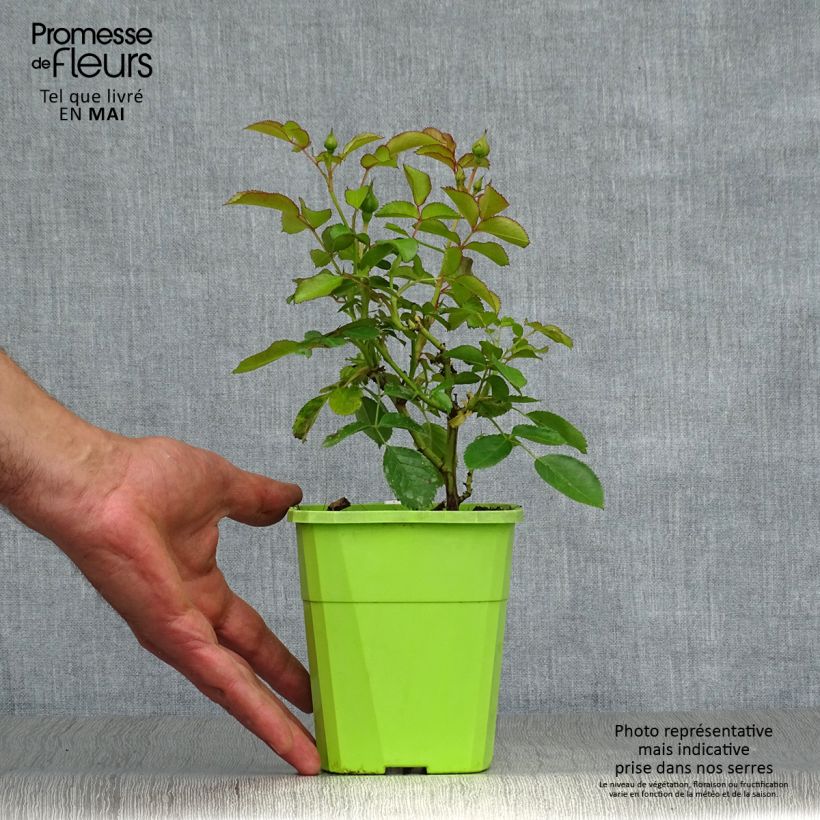 Amostra de Rosier Patio Rose Nautica Vaso de 1,5 L/2 L tal como entregue na primavera