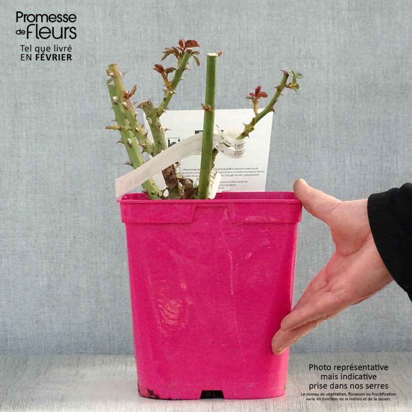 Amostra de Rosier Princesse Astrid de Belgique - Rosier buisson à grandes fleurs Vaso de 4 L/5 L tal como entregue no inverno