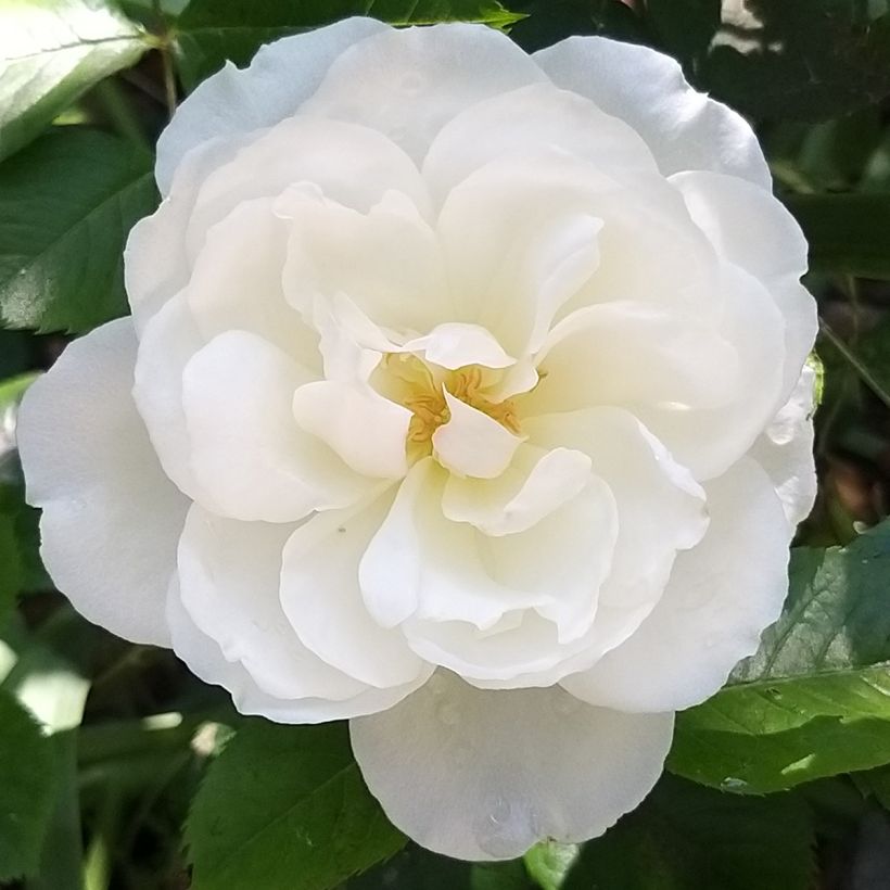 Roseira floribunda Princess of Wales (Floração)