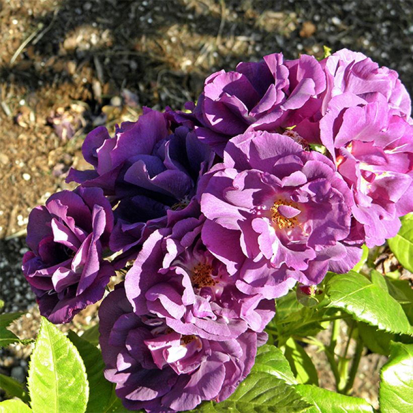 Roseira floribunda Rhapsody in Blue (Floração)