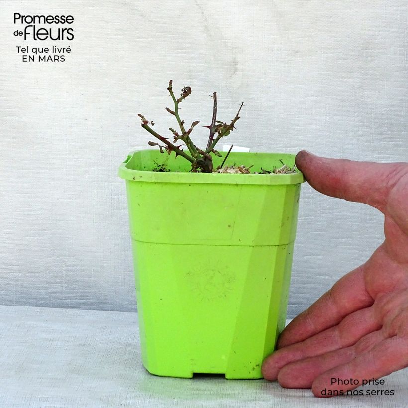 Amostra de Roseira miniatura Black Forest Rose Vaso de 1,5 L/2 L tal como entregue na primavera