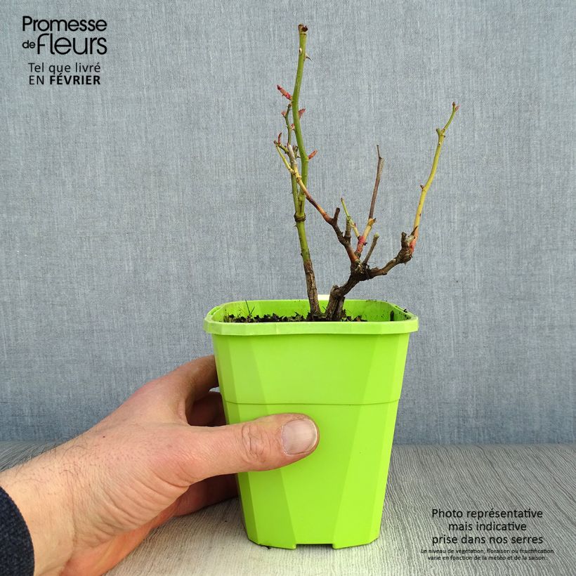 Amostra de Rosier couvre-sol Black Forest Rose Vaso de 1,5 L/2 L tal como entregue no inverno