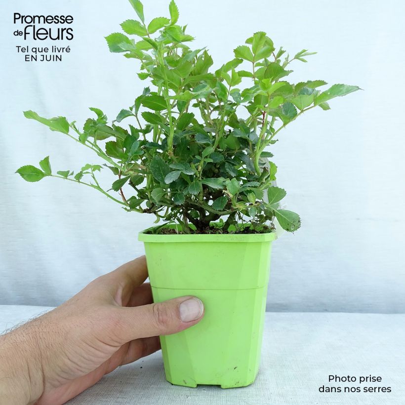 Amostra de Roseira floribunda Rigo Rosen Innocencia Vaso de 3 L/4 L tal como entregue no verão