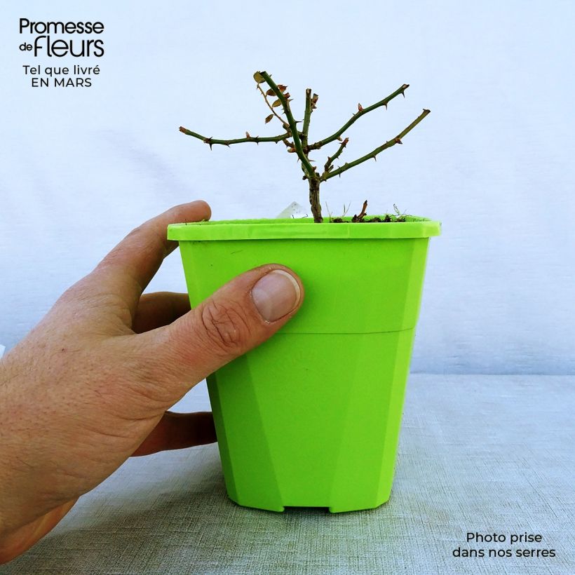 Amostra de Roseira floribunda Rigo Rosen Innocencia Vaso de 3 L/4 L tal como entregue na primavera
