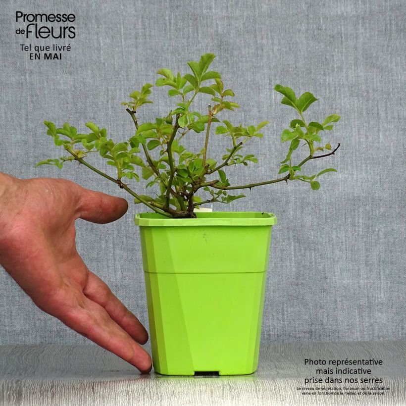 Amostra de Rosier Rigo Rosen Hotline Vaso de 3 L/4 L tal como entregue na primavera