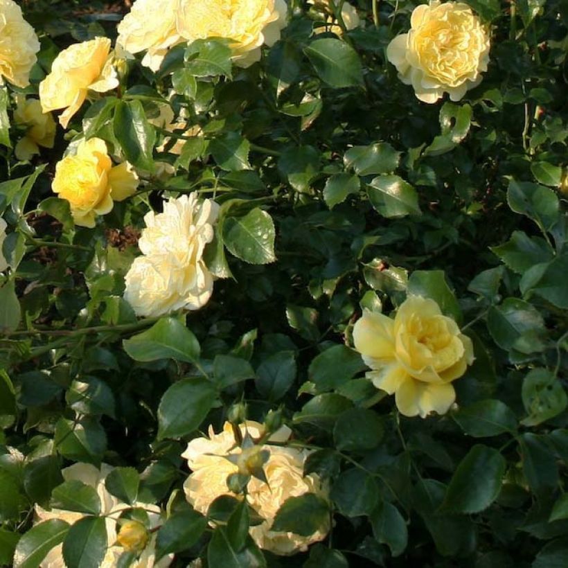 Roseira floribunda Rigo Rosen Solero (Folhagem)