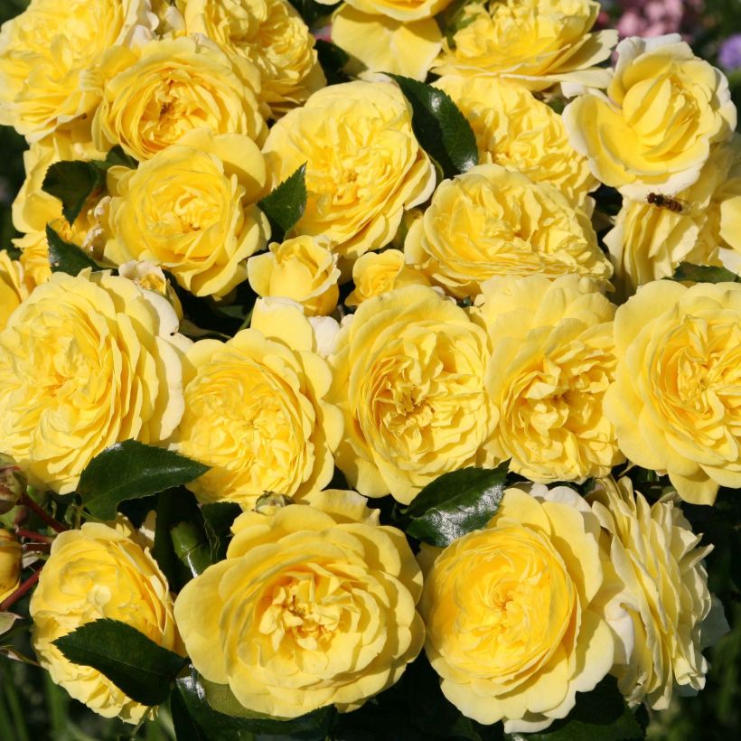 Roseira floribunda Rigo Rosen Solero (Floração)