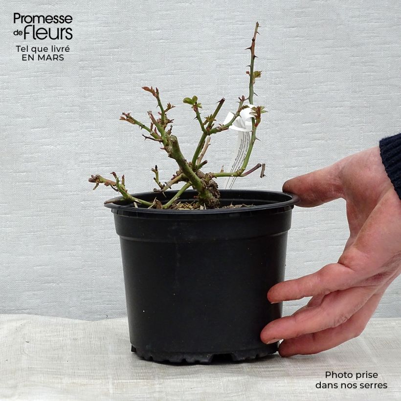 Amostra de Roseira floribunda Rigo Rosen Solero Vaso de 3 L/4 L tal como entregue na primavera
