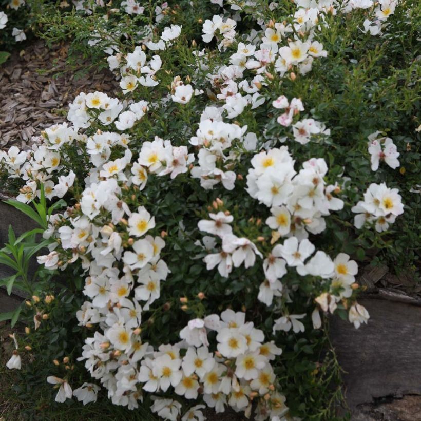 Roseira floribunda du Soleil (Floração)