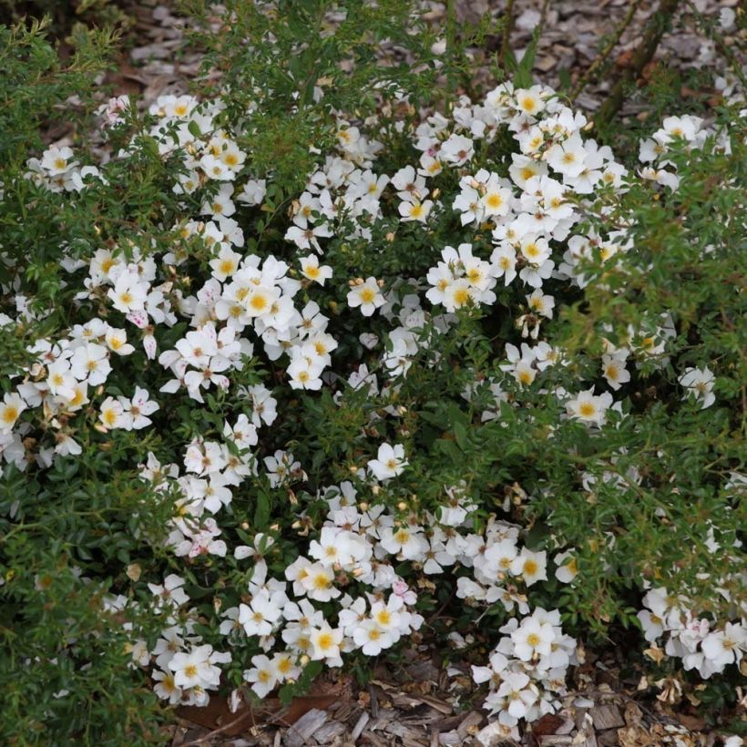 Roseira floribunda du Soleil (Hábito)