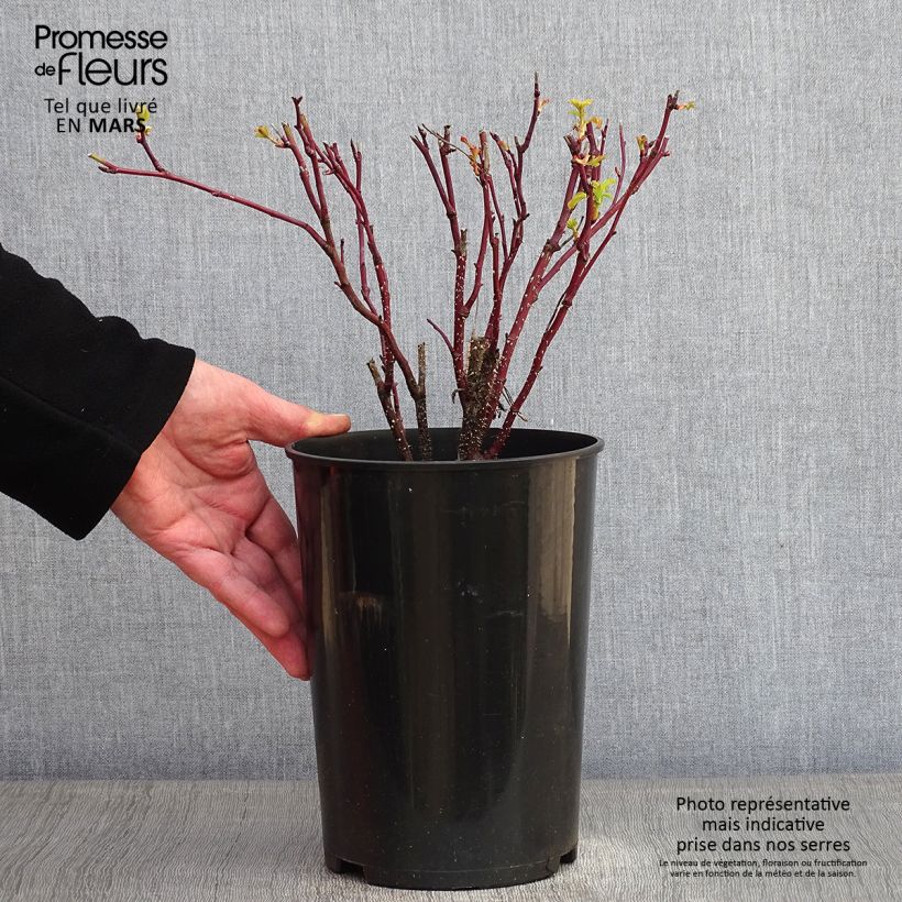 Amostra de Rosier Rugosa Thérèse Bugnet  Vaso de 4 L/5 L tal como entregue no inverno