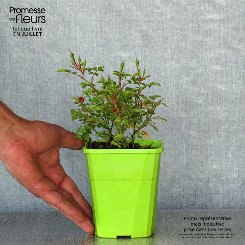 Amostra de Roseira floribunda Knirps Vaso de 3 L/4 L tal como entregue no verão