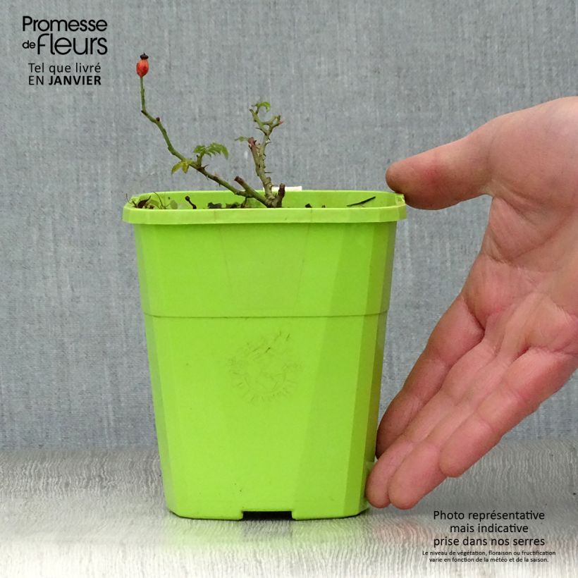 Amostra de Rosier Sans Contraintes Rose du Soleil Vaso de 1,5 L/2 L tal como entregue no inverno