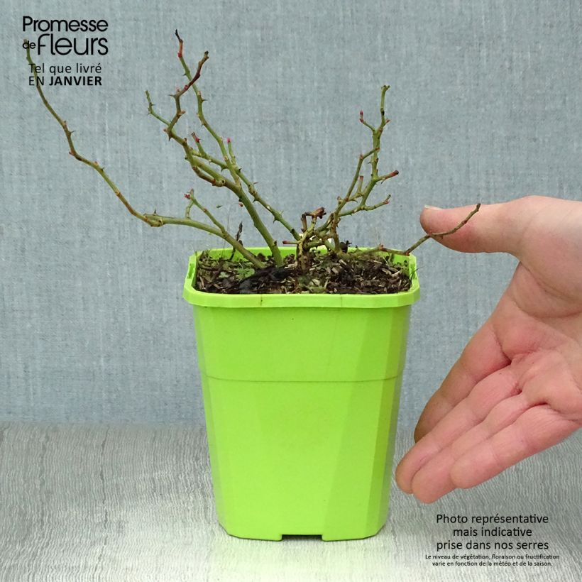 Amostra de Rosier Sans Contraintes Sweet Knirps Vaso de 1,5 L/2 L tal como entregue no inverno