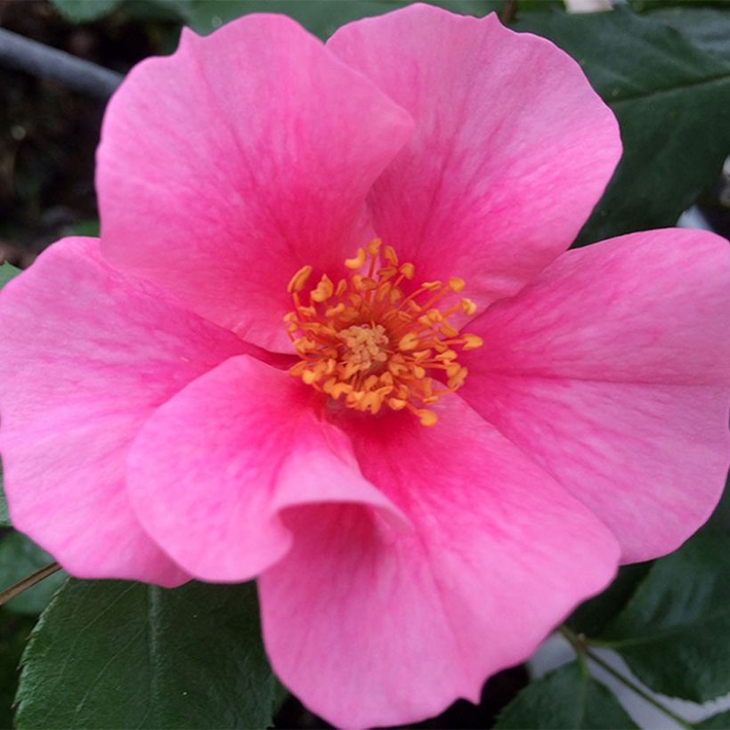 Rosa persica See You In Pink (Floração)