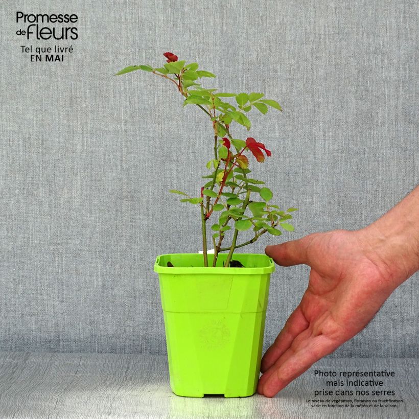 Amostra de Rosa persica See You In Pink Vaso de 3 L/4 L tal como entregue na primavera
