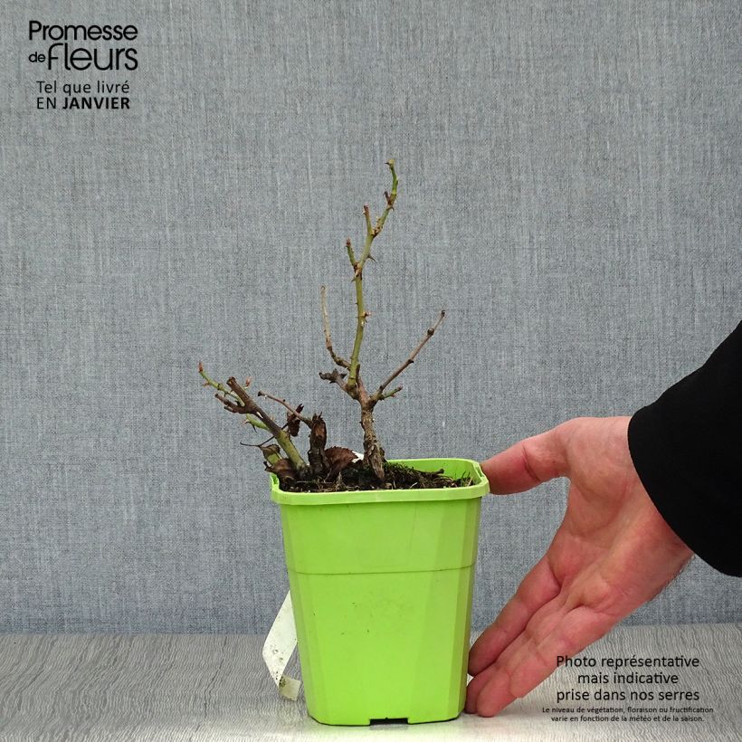 Amostra de Rosa persica See You In Red Vaso de 1,5 L/2 L tal como entregue no inverno