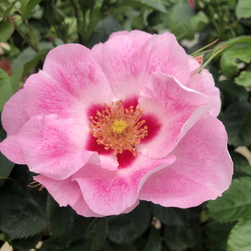 Rosa persica See You in Rosé (Floração)
