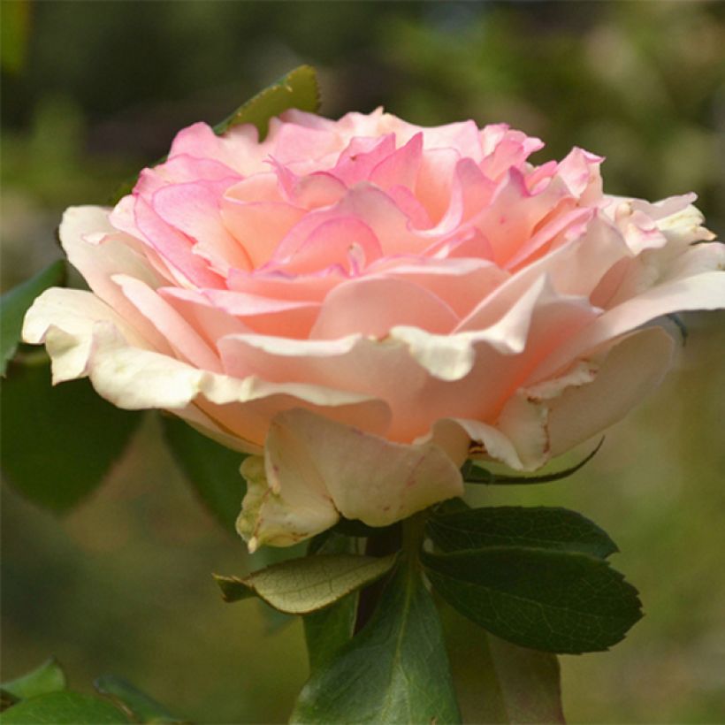 Roseira de flor grande Souvenir de Baden-Baden (Floração)