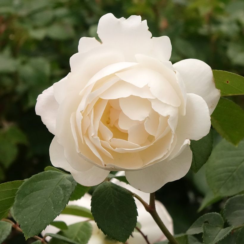 Roseira padrão Desdemona (Floração)