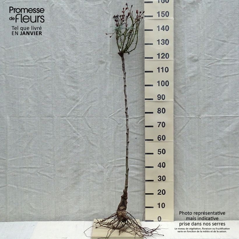 Amostra de Roseira padrão Desdemona Raízes nuas, Haste tal como entregue no inverno