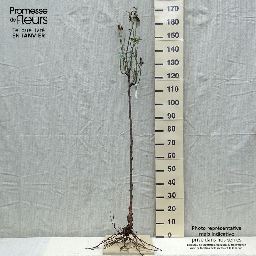 Amostra de Rosier Tige David Austin Gertrude Jekyll  Petites Racines nues tal como entregue no inverno