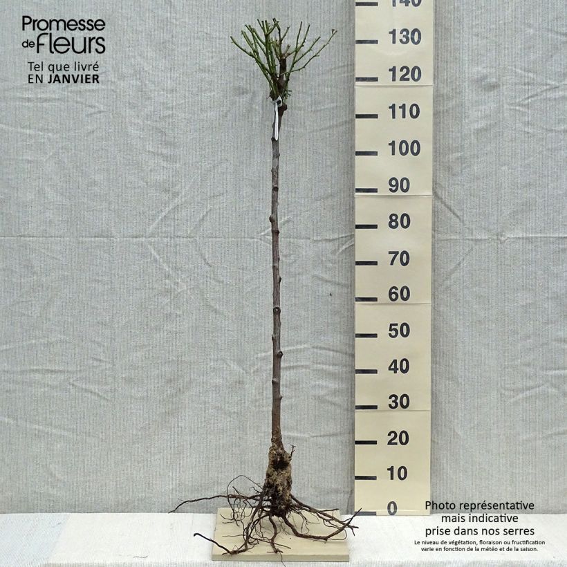 Amostra de Roseira padrão Olivia Rose Austin Raízes nuas, Haste tal como entregue no inverno