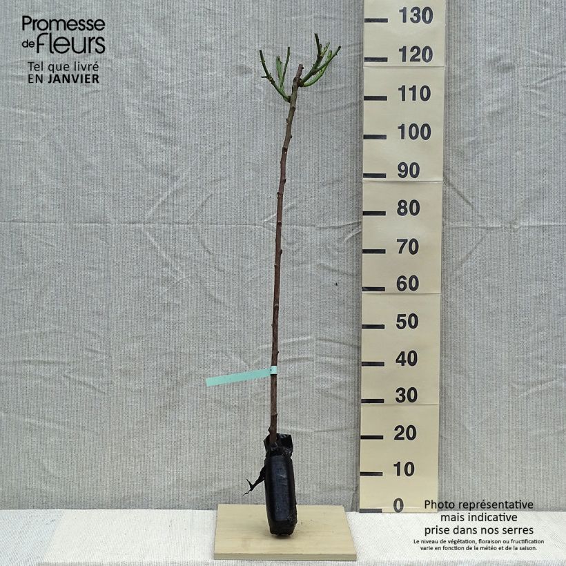 Amostra de Roseira padrão Minerva Raízes nuas em torrão, Haste tal como entregue no inverno