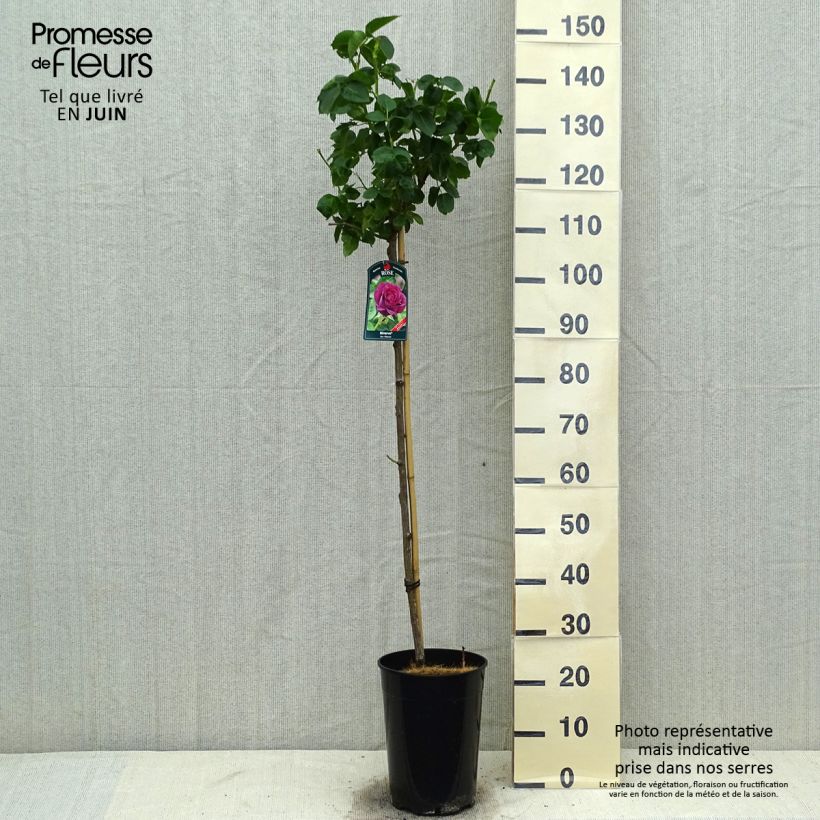 Amostra de Roseira padrão Minerva Vaso de 7,5 L/10 L, Haste tal como entregue no verão