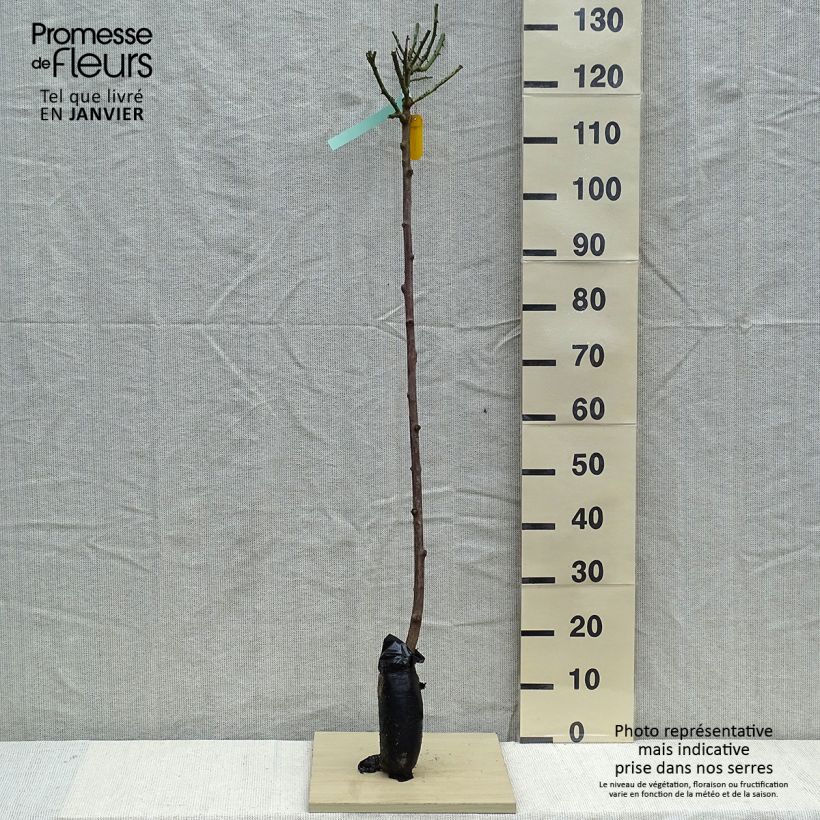 Amostra de Roseira padrão Nostalgie Raízes nuas em torrão, Haste tal como entregue no inverno