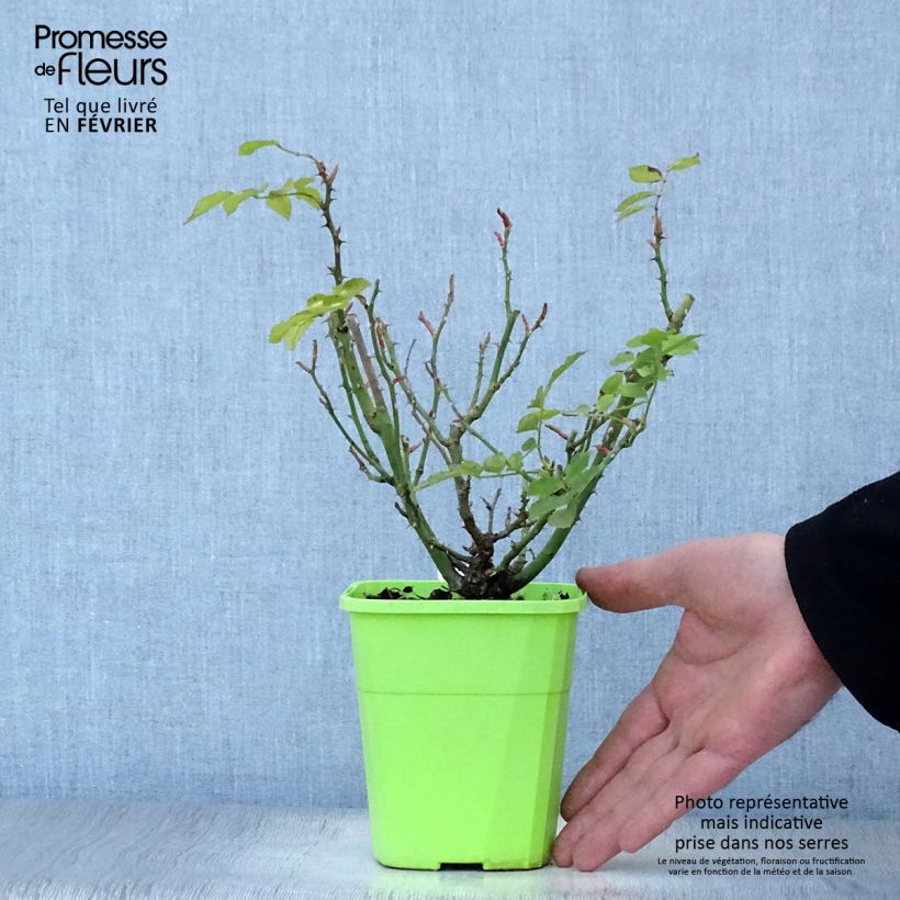 Amostra de Rosier Urban Streetlight Larissa Vaso de 3 L/4 L tal como entregue no inverno