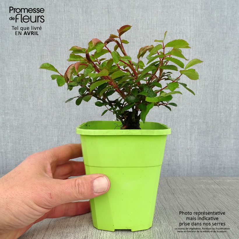 Amostra de Roseira floribunda Larissa Vaso de 3 L/4 L tal como entregue na primavera