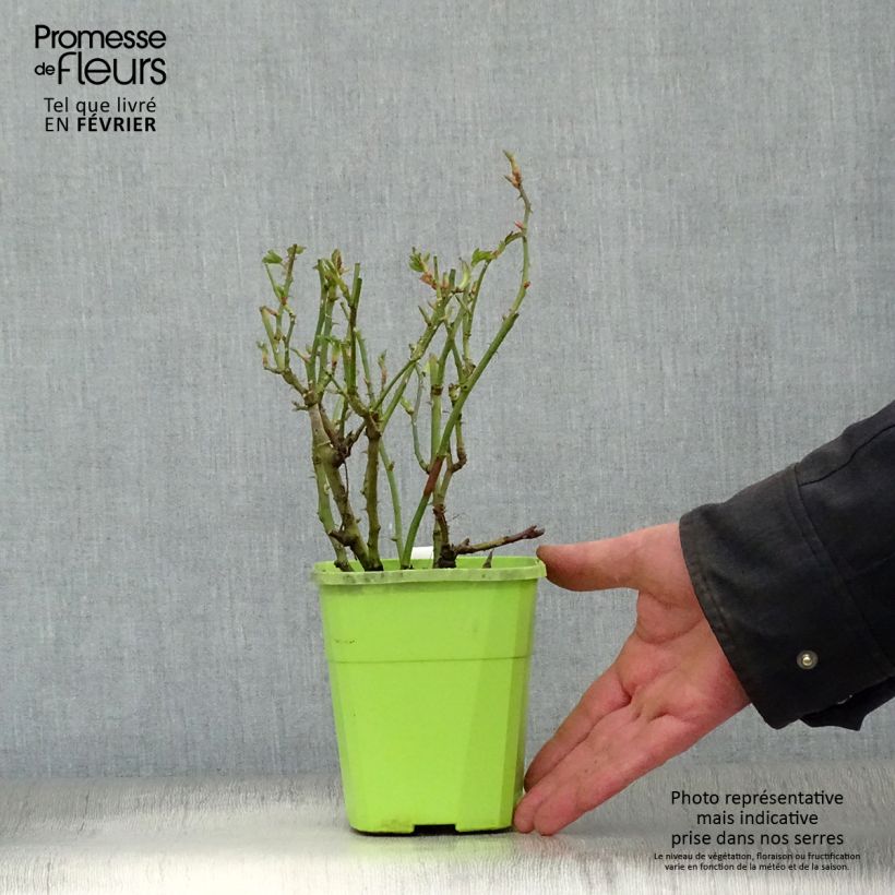 Amostra de Rosier Urban Streetlight Marondo Pot de 1,5L/2L tal como entregue no inverno