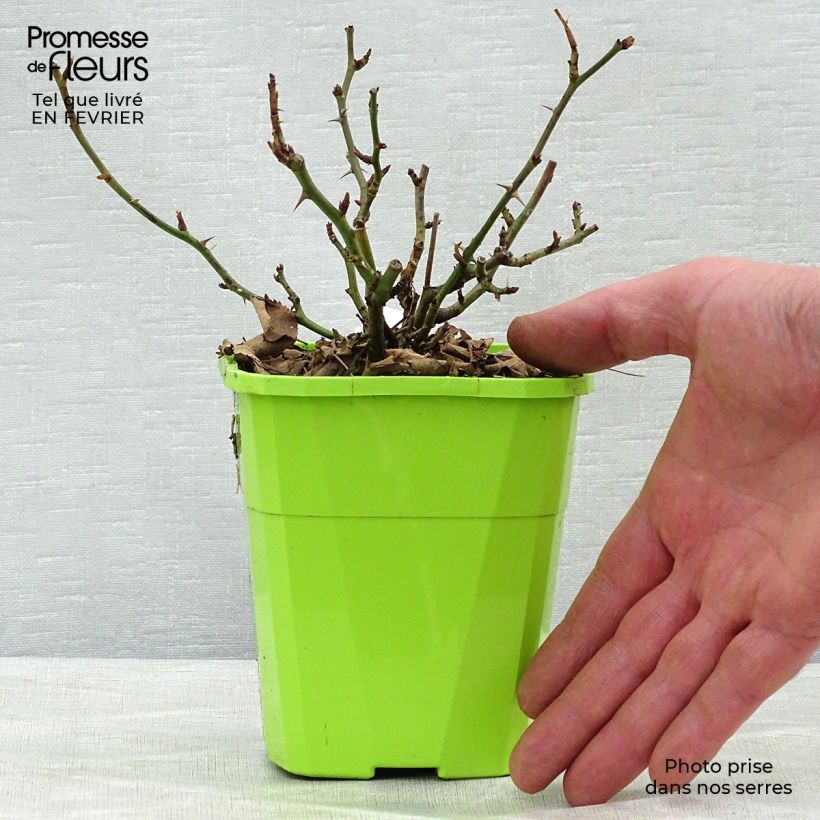 Amostra de Rosier Urban Streetlight Rekord Cubana Vaso de 3 L/4 L tal como entregue no inverno