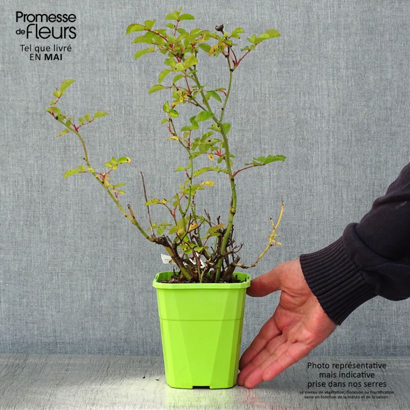 Amostra de Roseira floribunda Urban Streetlight Rekord® Cubana® Vaso de 3 L/4 L tal como entregue na primavera