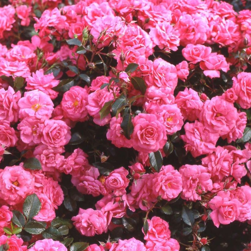 Roseira floribunda Urban Streetlight Rekord® Pink Emely® (Floração)