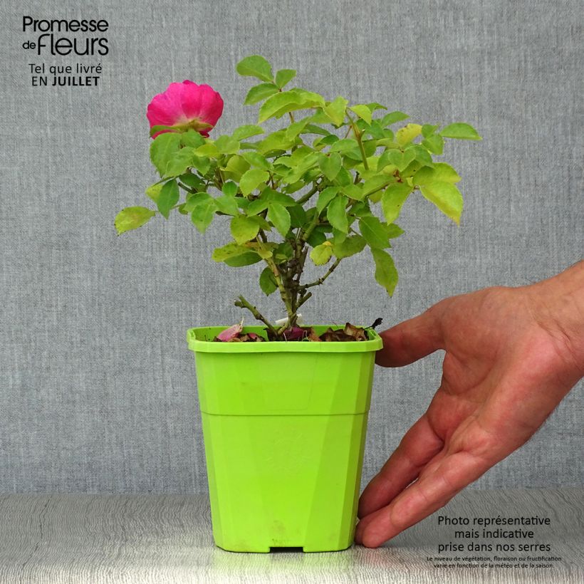 Amostra de Roseira floribunda Urban Streetlight Rekord® Pink Emely® Vaso de 1,5 L/2 L tal como entregue no verão