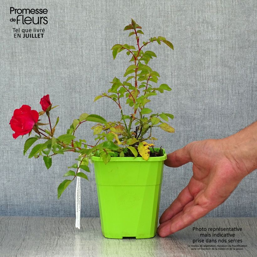 Amostra de Roseira floribunda Urban Streetlight Rekord® Sommerabend® Vaso de 3 L/4 L tal como entregue no verão