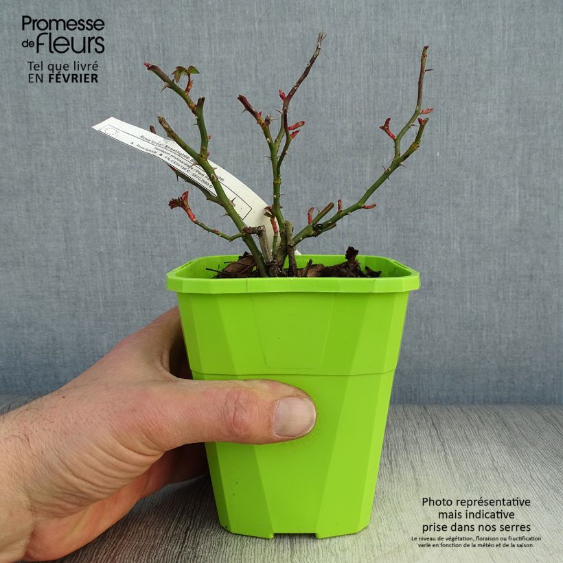 Amostra de Rosier Urban Streetlight Sommerabend Vaso de 3 L/4 L tal como entregue no inverno