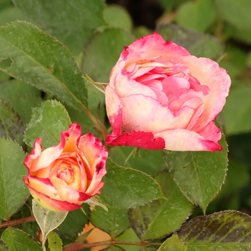 Roseira floribunda Aline Mayrisch (Floração)