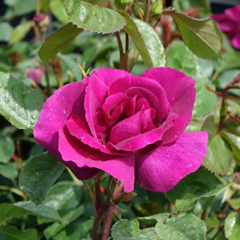 Roseira floribunda Bluebell (Floração)