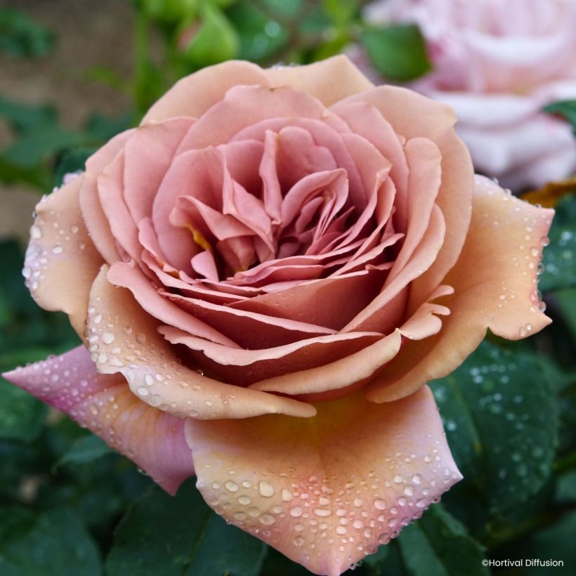 Roseira floribunda Koko Loko (Floração)