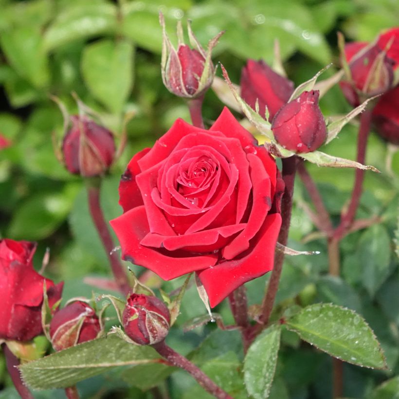 Roseira floribunda Niccolo Paganini (Floração)