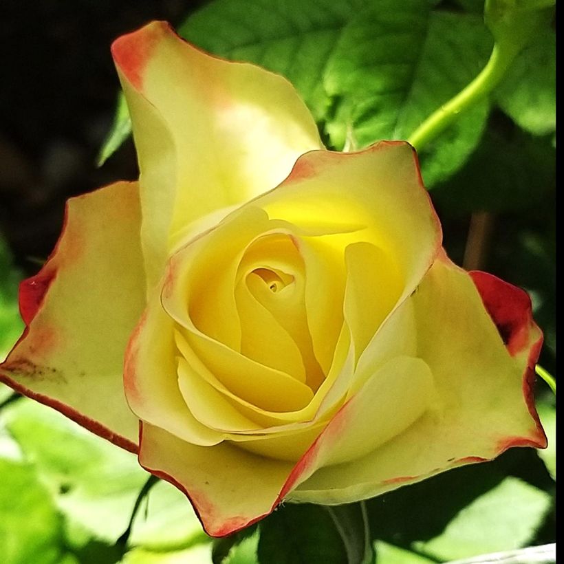 Roseira floribunda Origami (Floração)