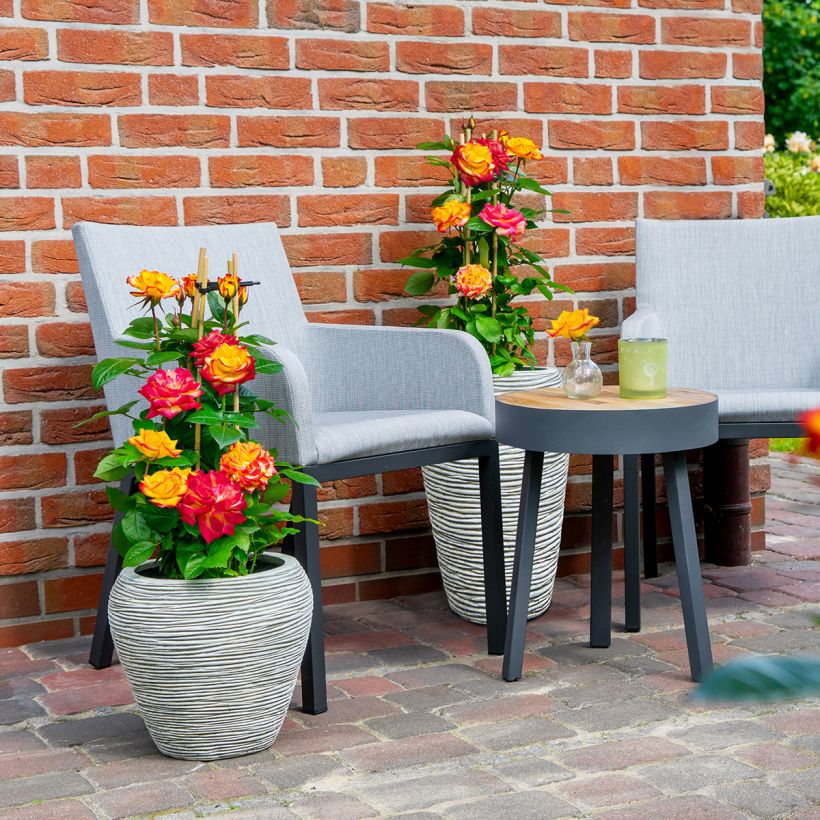 Roseira floribunda Planter's Punch® (Hábito)