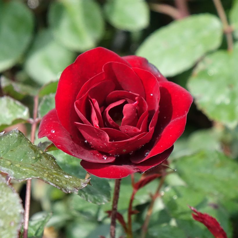 Roseira floribunda Rose du CICR (Floração)