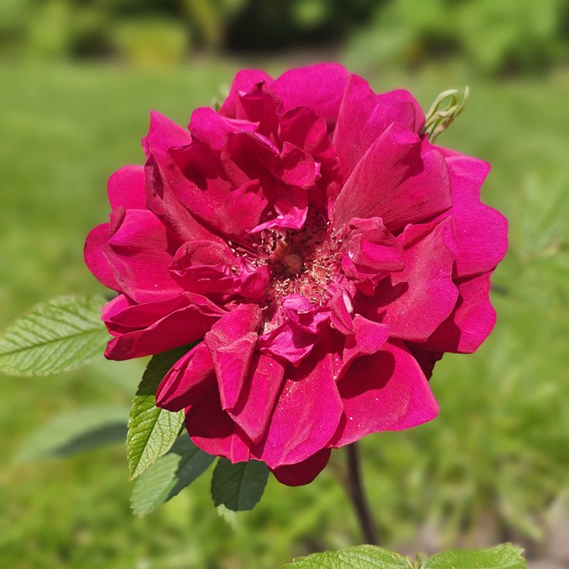 Roseira floribunda TAKE IT EASY® Red (Floração)