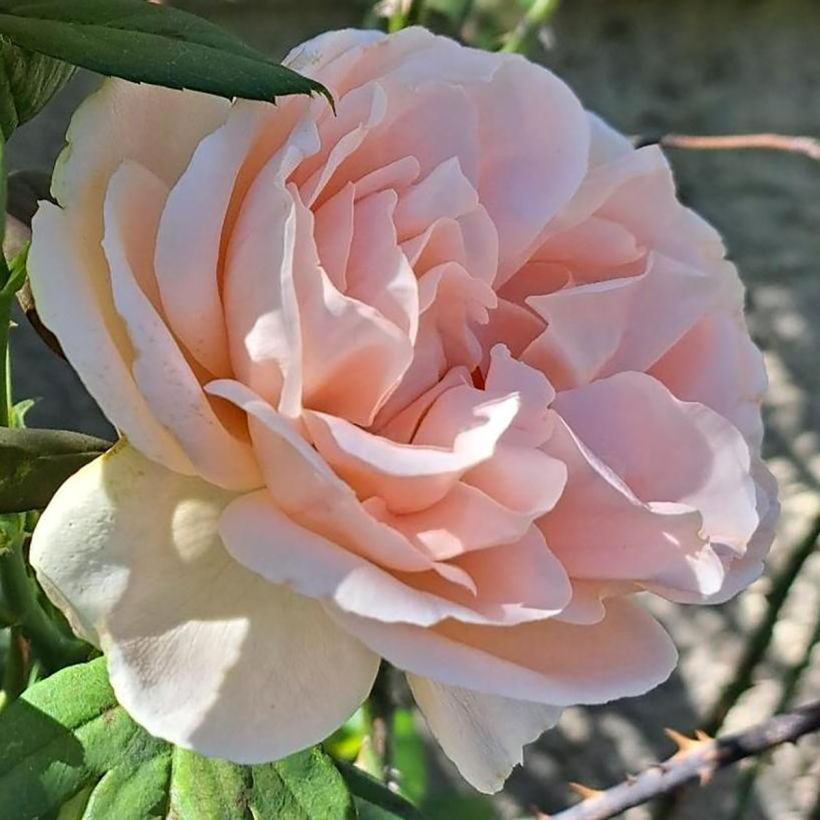 Roseira de flor grande Donatella (Floração)